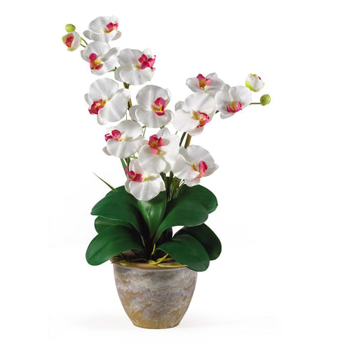 Double Stem Phalaenopsis Silk Orchid Arrangement