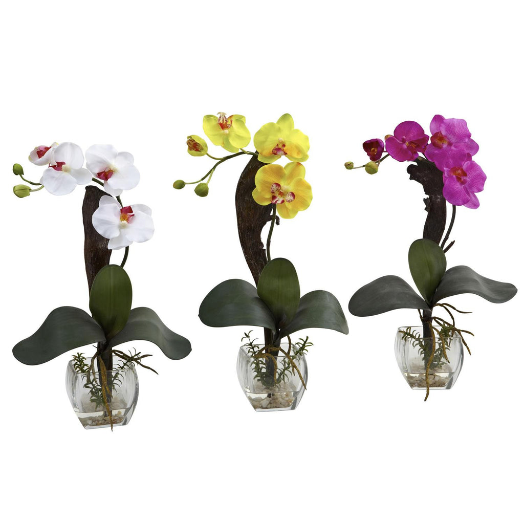 Mini Phal Orchid Arrangement (Set of 3)