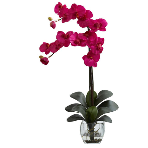 Double Phal Orchid w-Vase Arrangement