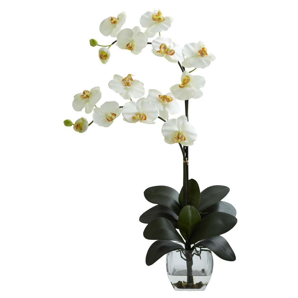 Double Phal Orchid w-Vase Arrangement