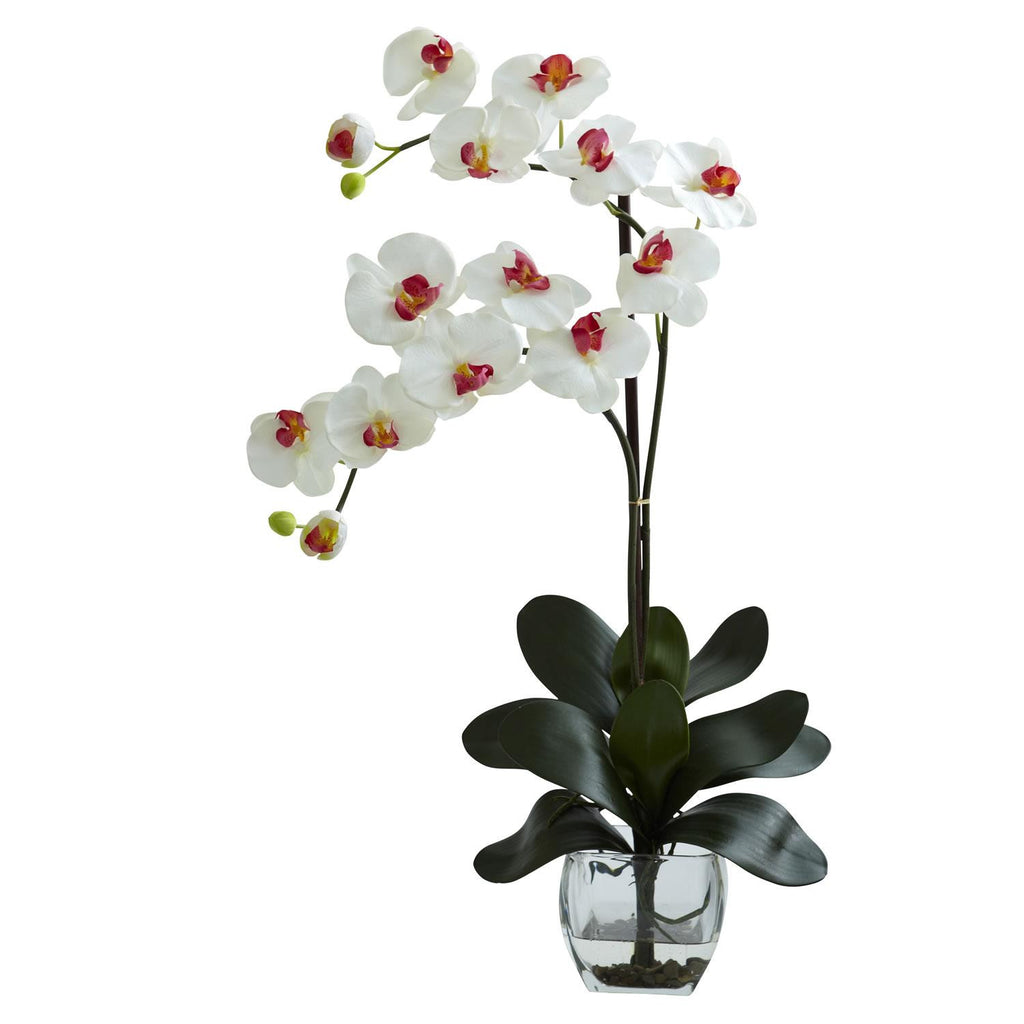 Double Phal Orchid w-Vase Arrangement