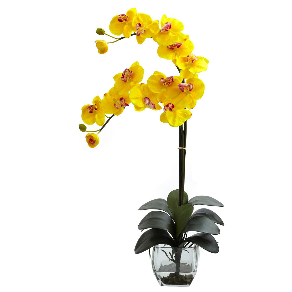 Double Phal Orchid w-Vase Arrangement