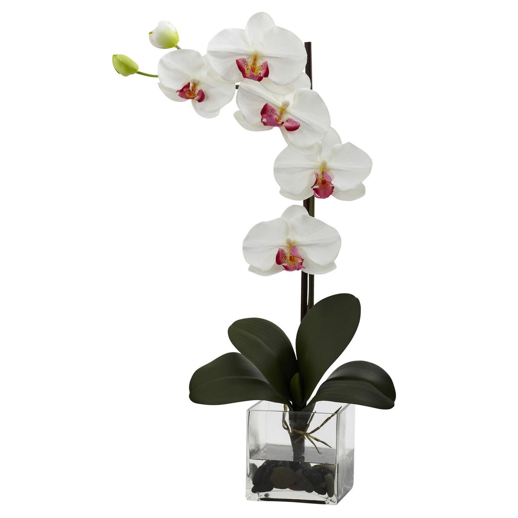 Giant Phal Orchid w-Vase Arrangement