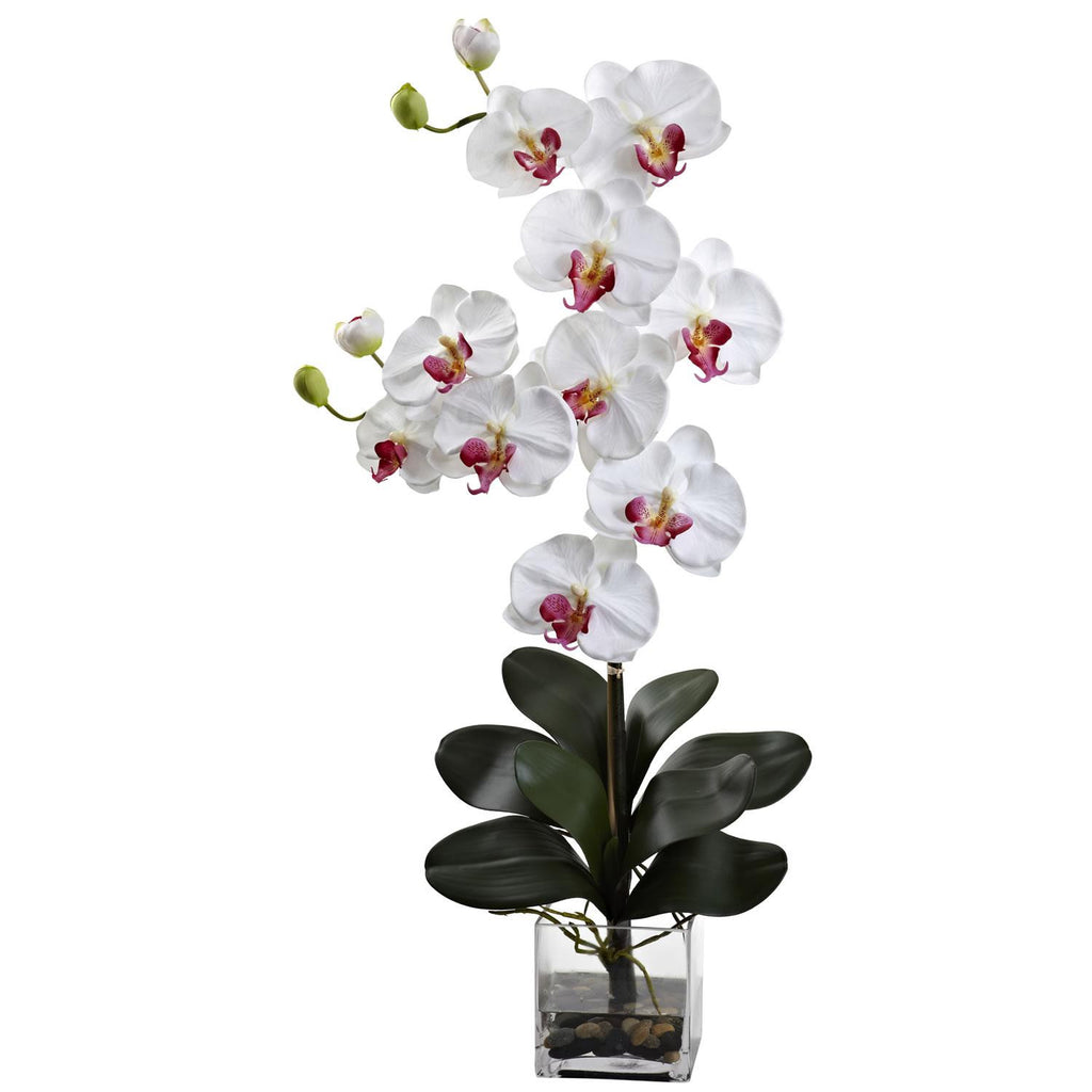 Double Giant Phalaenopsis w-Vase