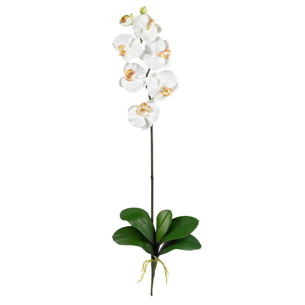 Phalaenopsis Stem (Set of 12)