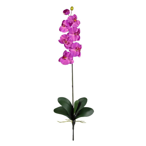 Phalaenopsis Stem (Set of 12)