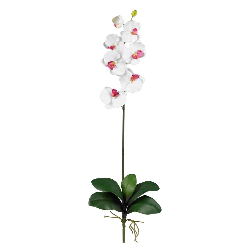 Phalaenopsis Stem (Set of 12)