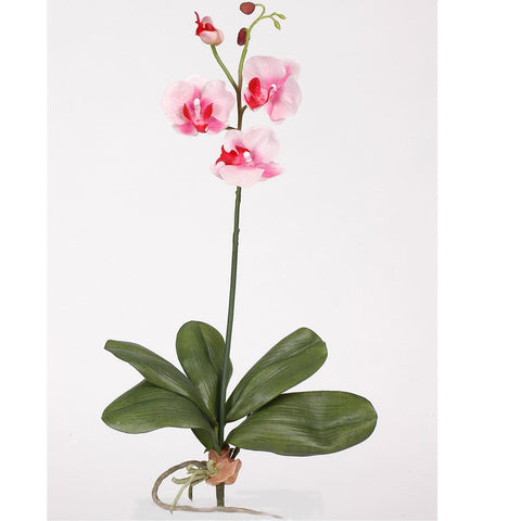 Mini Phalaenopsis Silk Orchid Flower w-Leaves (6 Stems)