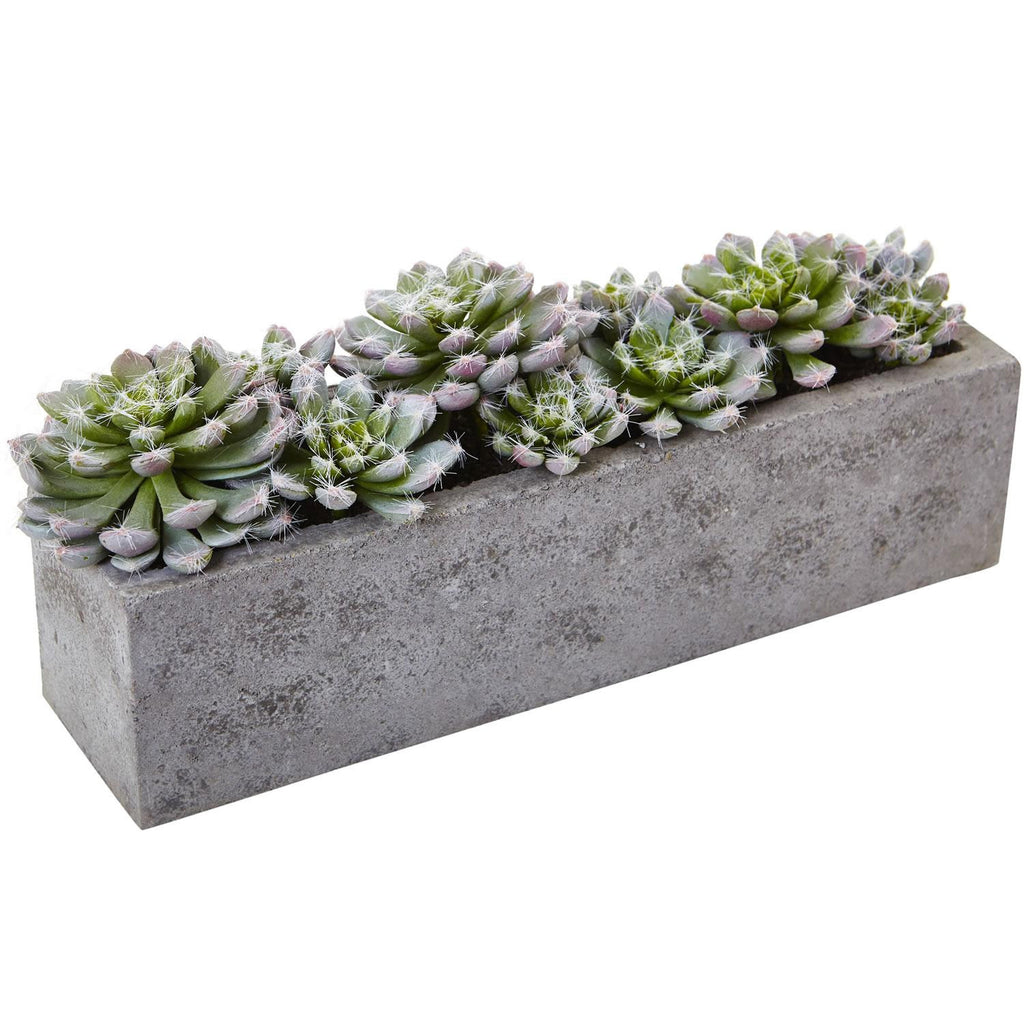 Succulent Garden w-Textured Concrete Planter