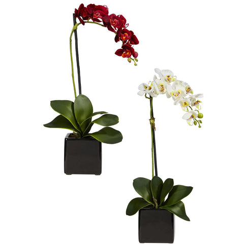 Phaleanopsis Orchid w-Black Vase Silk Arrangement (Set of 2)