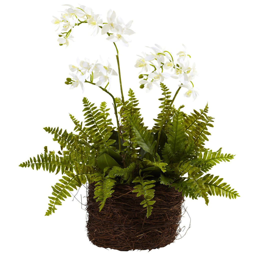 Mini Phalaenopsis & Fern w-Bridsnest Planter