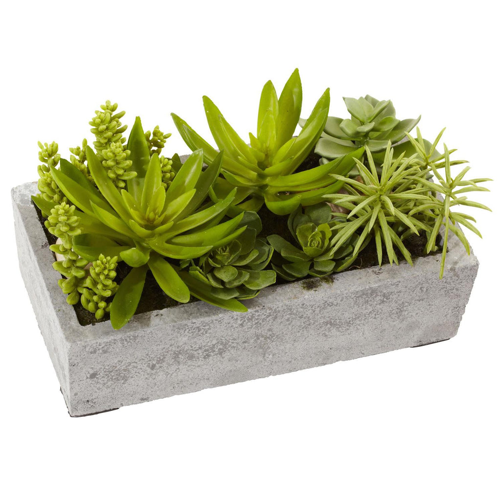 Succulent Garden w-Concrete Planter