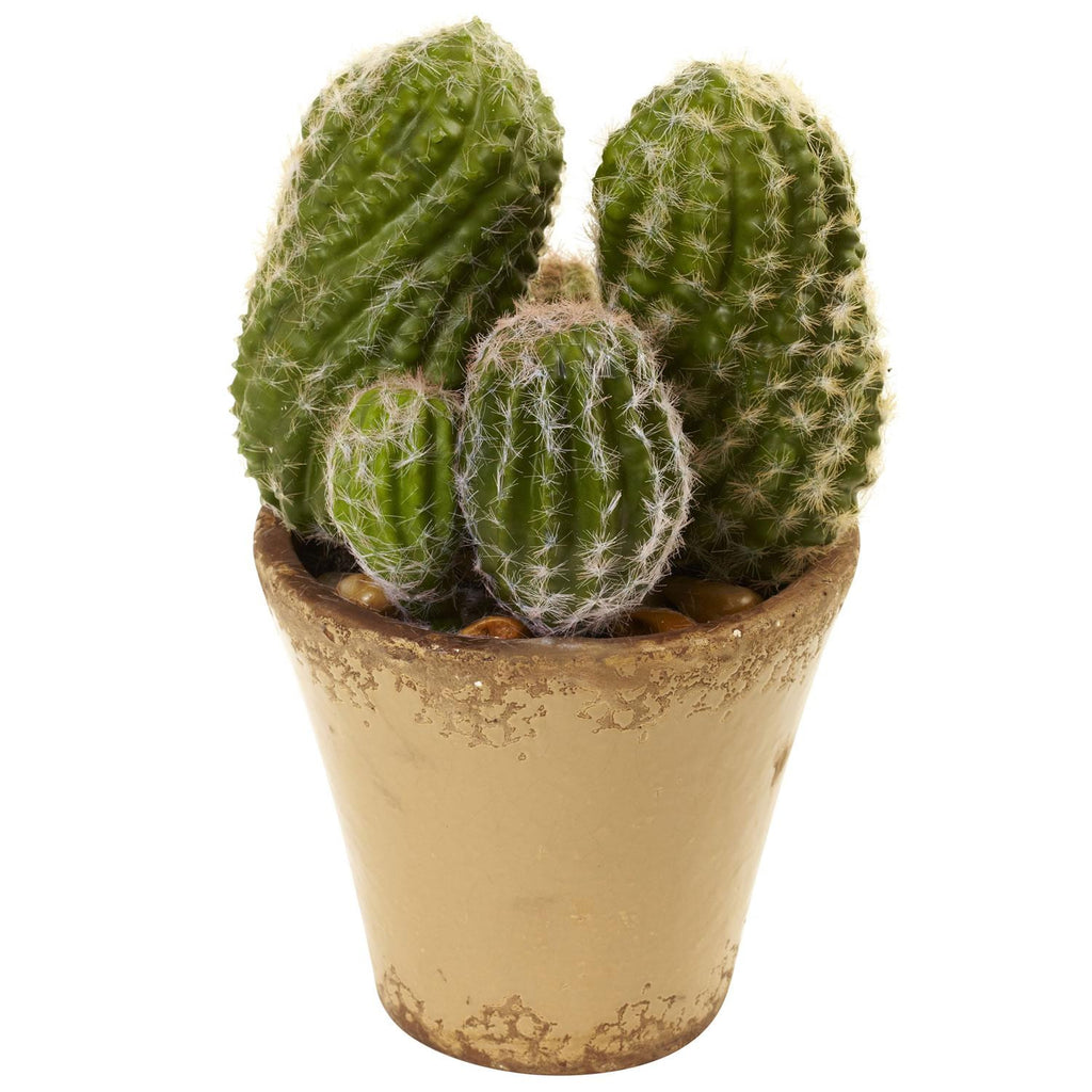 Cactus Garden w-Ceramic Planter