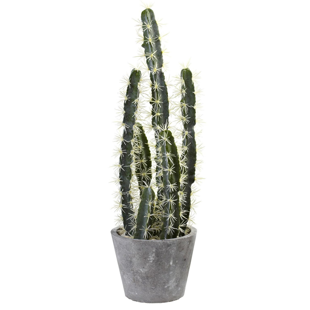 Decorative Cactus Garden w-Cement Planter