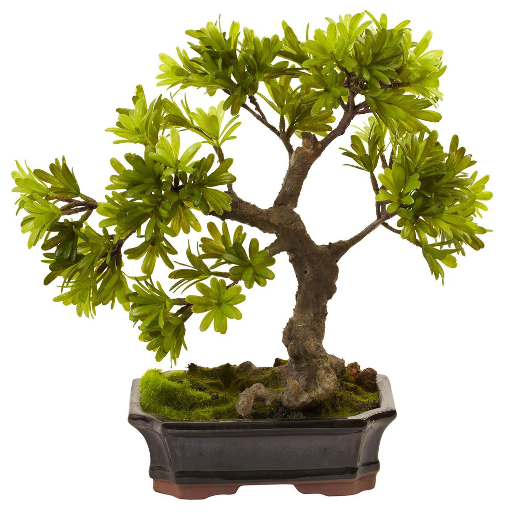 Podocarpus w-Mossed Bonsai Planter