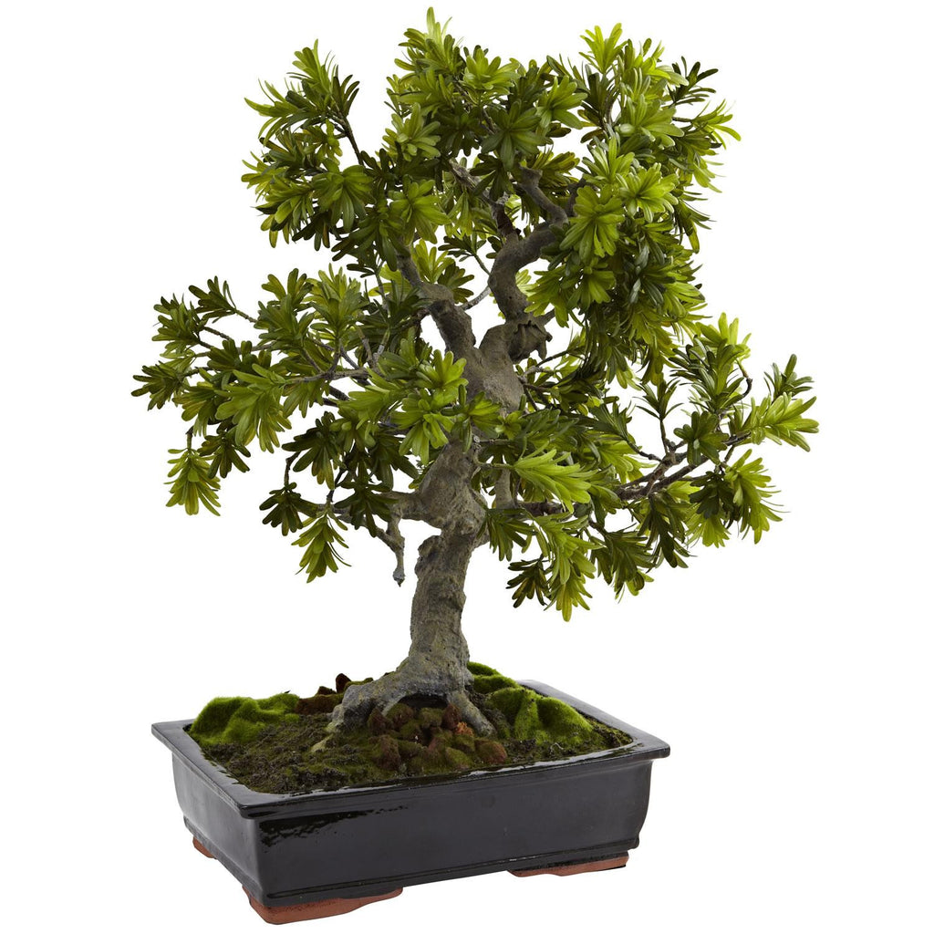 Giant Podocarpus w-Mossed Bonsai Planter