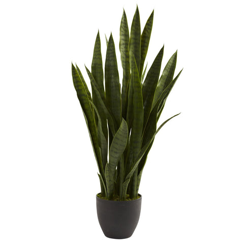 Sansevieria w-Black Planter