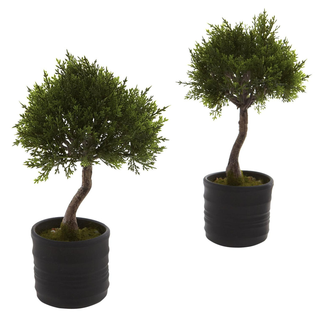 Cedar Bonsai w-Planter (Set of 2)