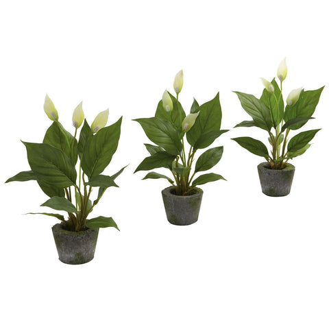 Spathyfillum w-Cement Planter (Set of 3)