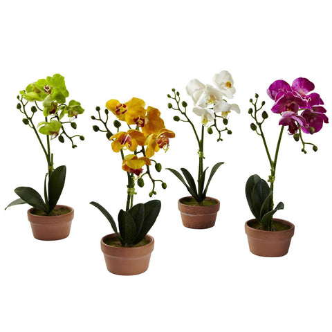 Phalaenopsis Orchid w-Clay Vase (Set of 4)