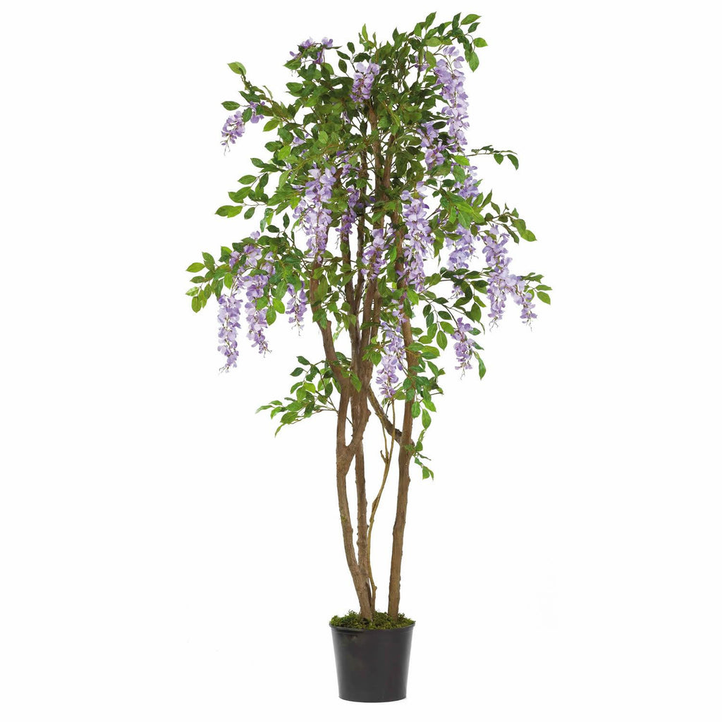 5' Wisteria Silk Tree