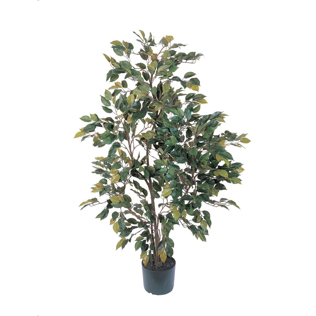 4' Ficus Silk Tree