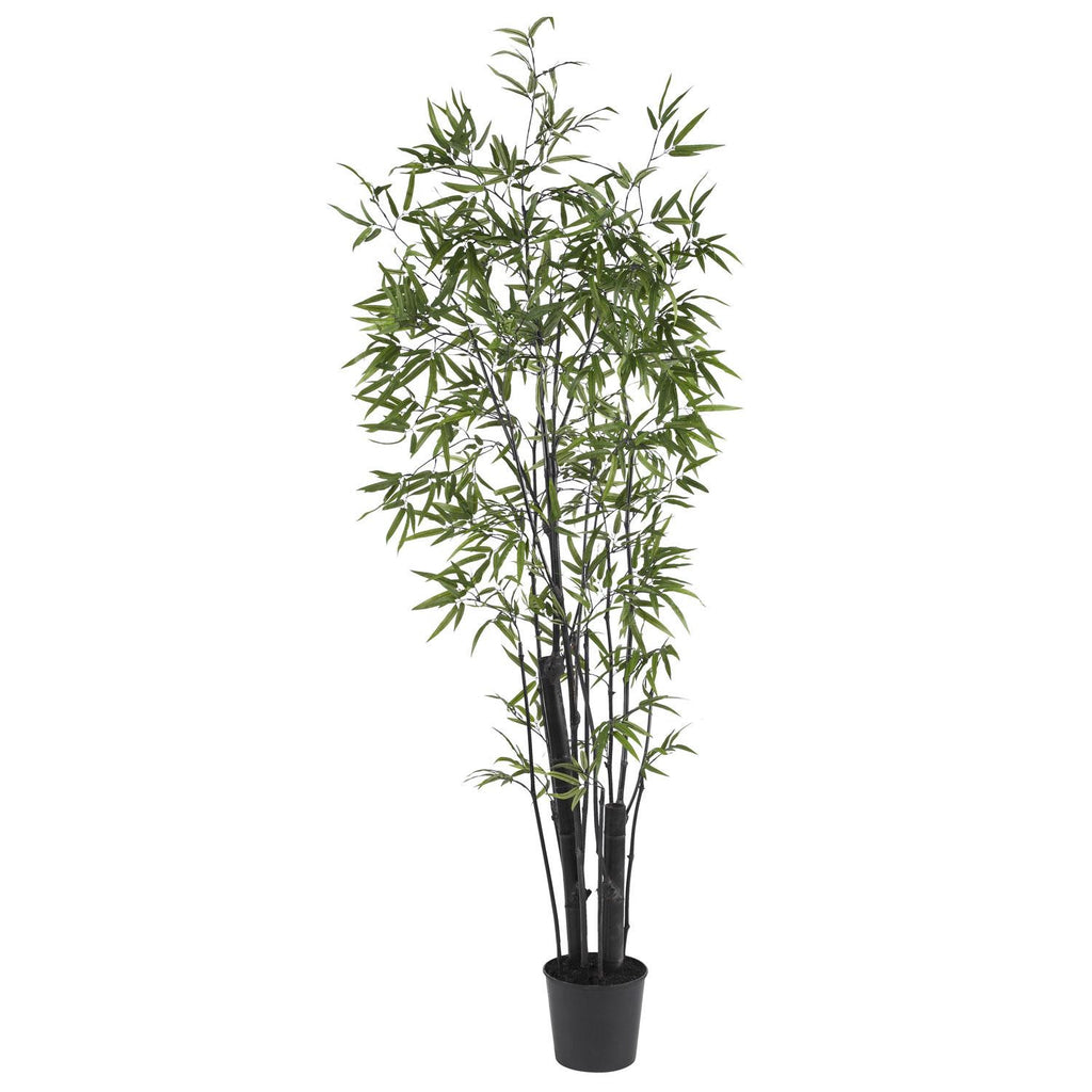 6' Black Bamboo Silk Tree (2 Thick Trunks)