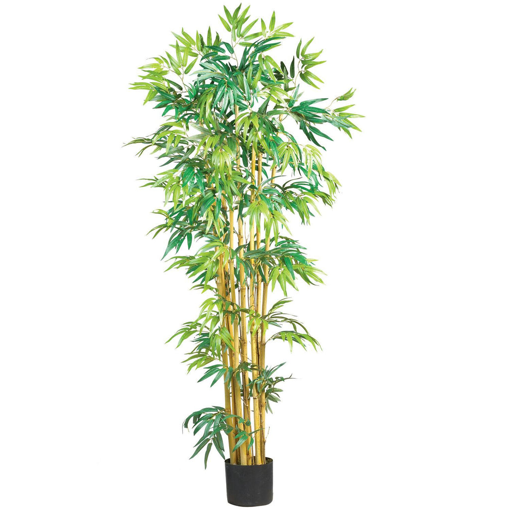 5' Multi Bambusa Bamboo Silk Tree