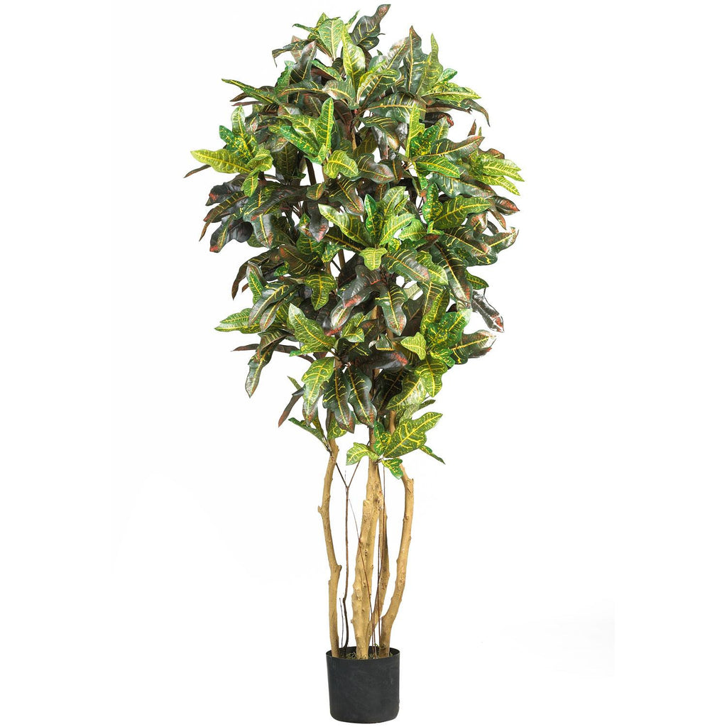 5' Croton Silk Tree