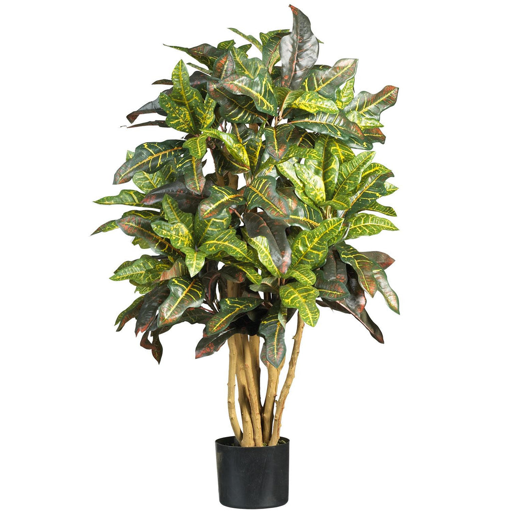 3' Croton Silk Tree