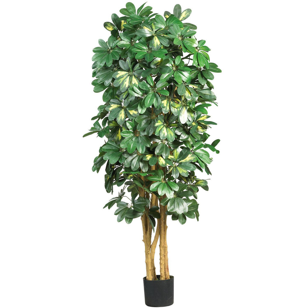 5' Schefflera Silk Tree