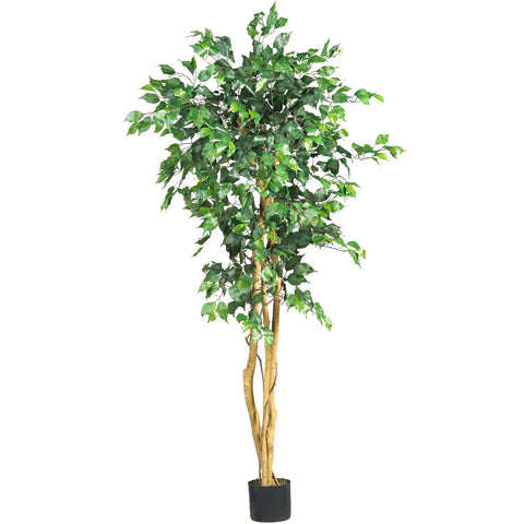 5' Ficus Silk Tree