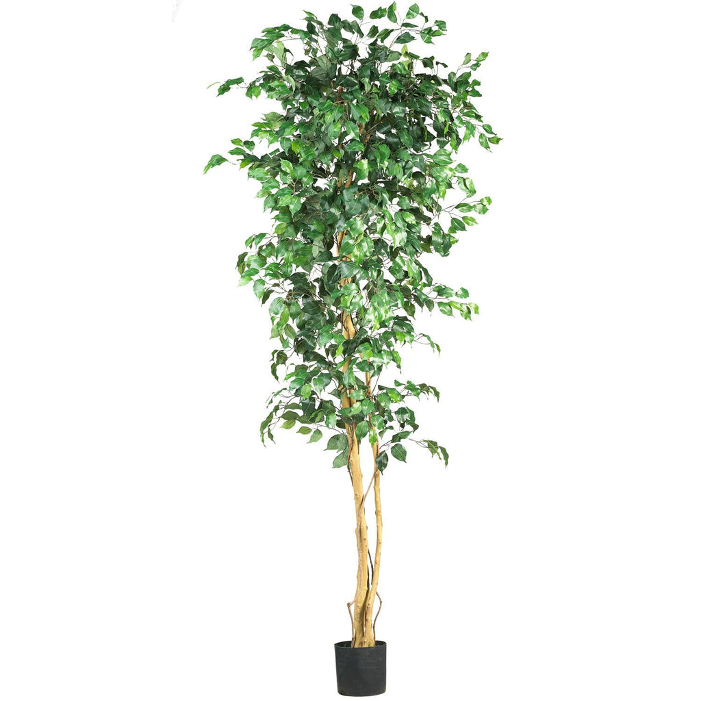 7' Ficus Silk Tree