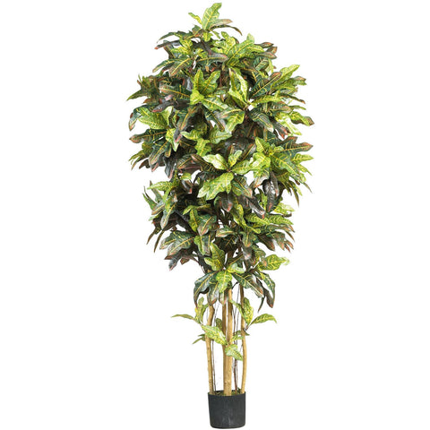 6' Croton Silk Tree