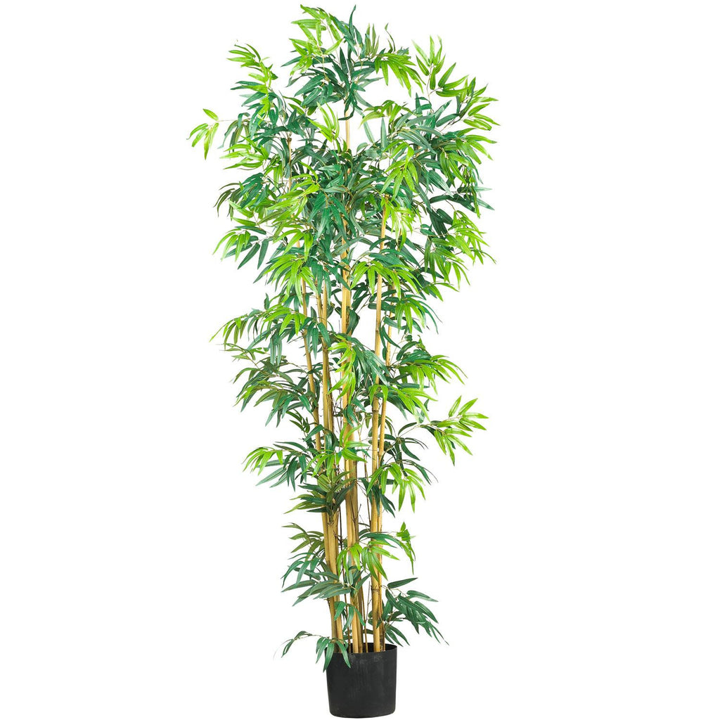 6' Multi Bambusa Bamboo Silk Tree