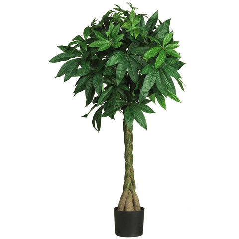 51" Money  Silk Tree