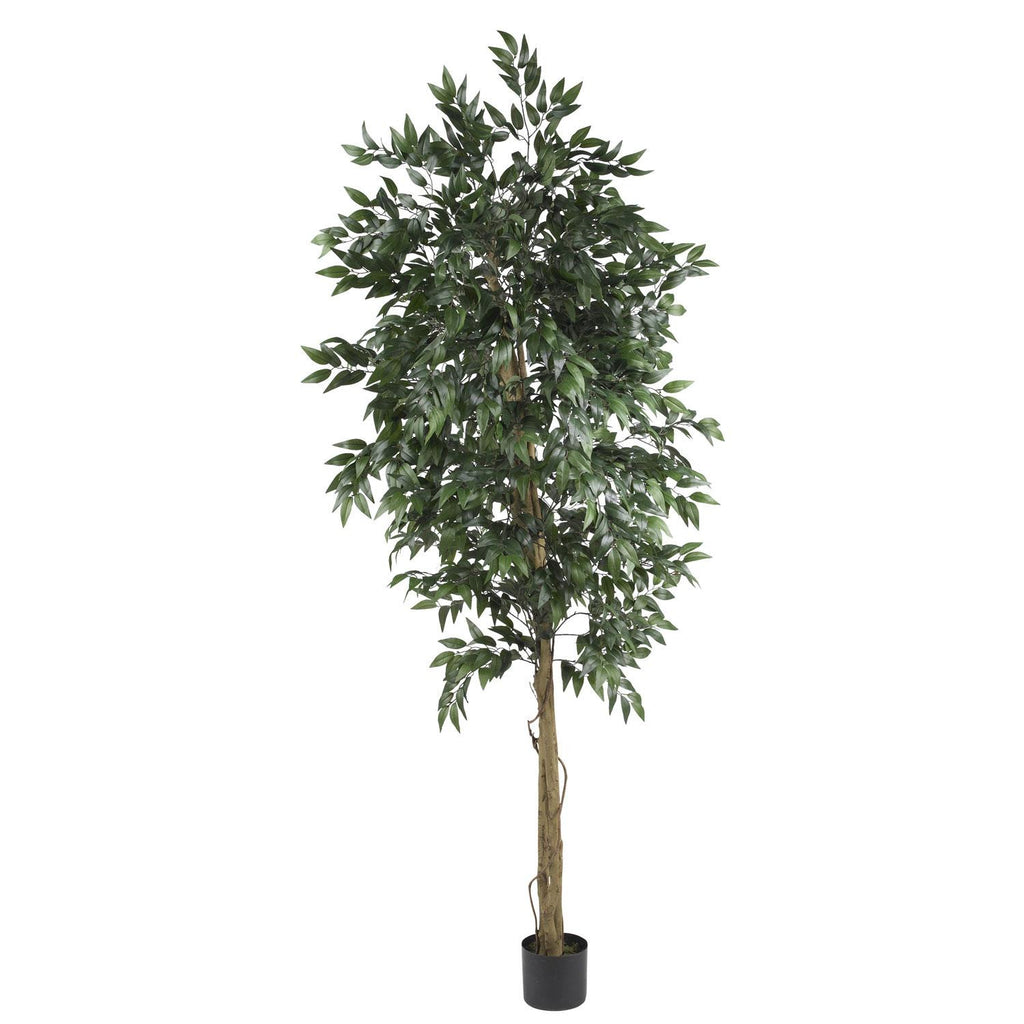 6' Smilax Tree