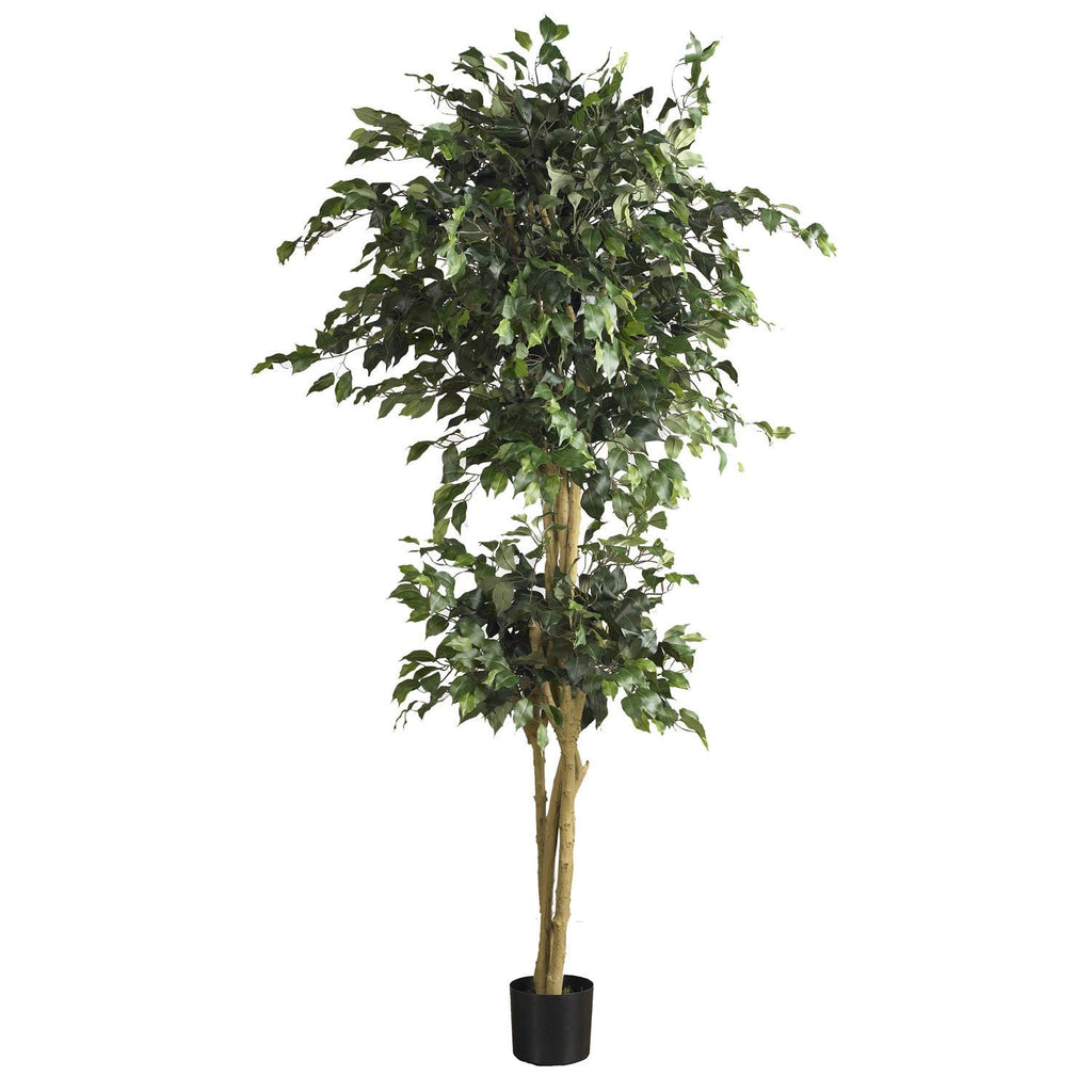 6' Double Ball Ficus Silk Tree