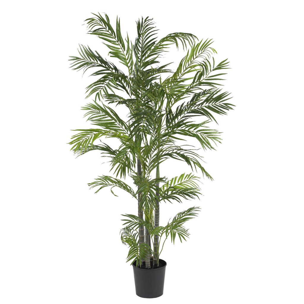 5' Areca Silk Palm Tree