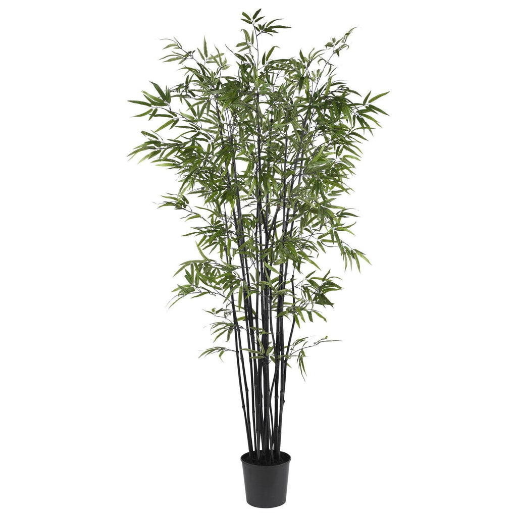 6.5' Black Bamboo Silk Tree