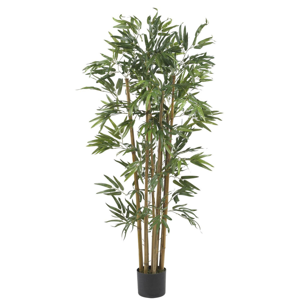 4' Multi Bambusa Bamboo Silk Tree