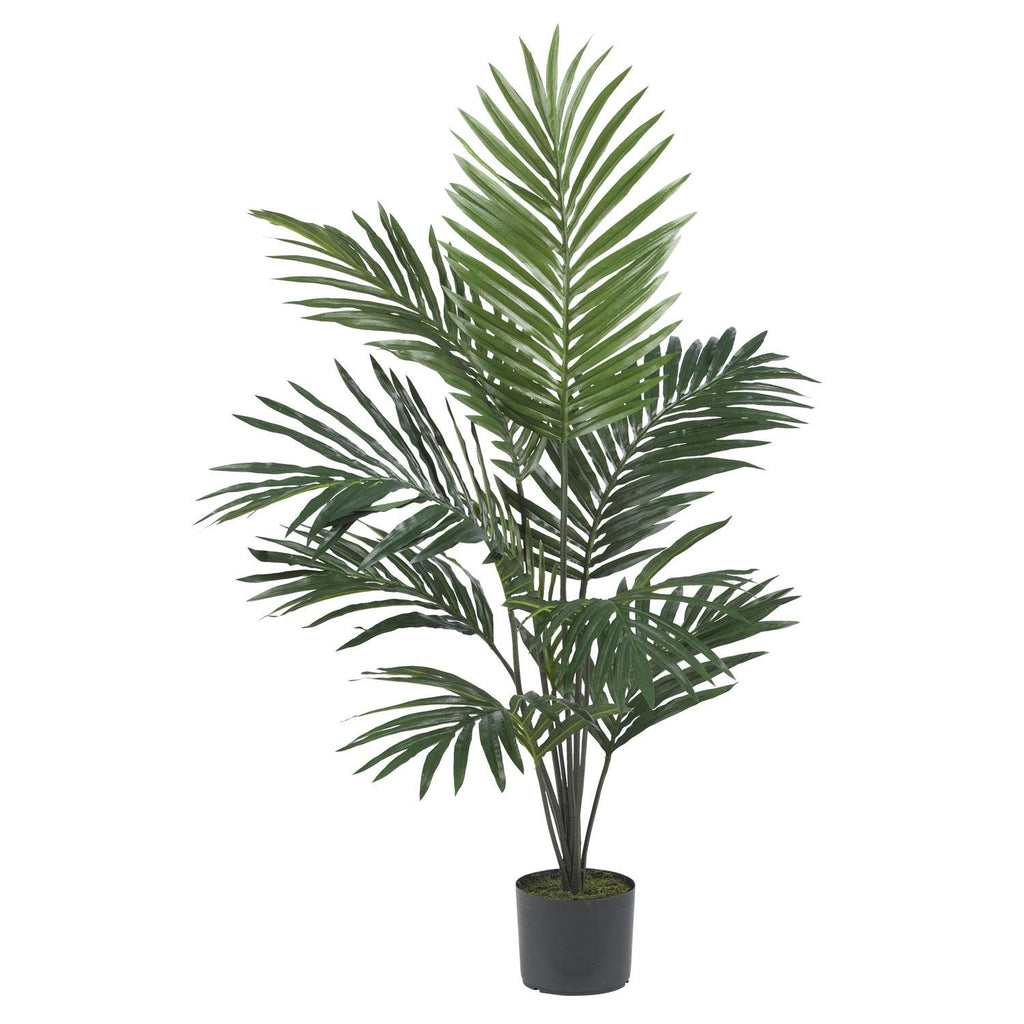 5' Kentia Palm Silk Tree