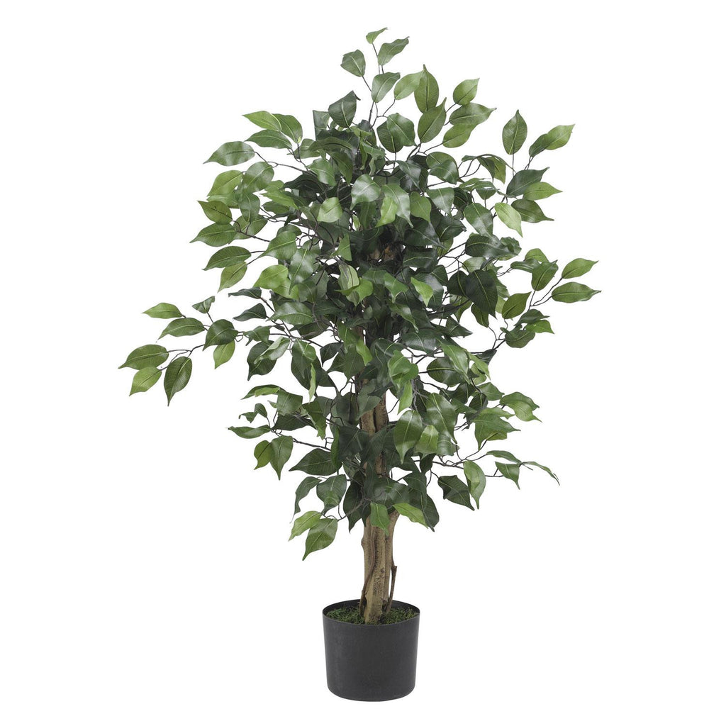 3' Ficus Silk Tree