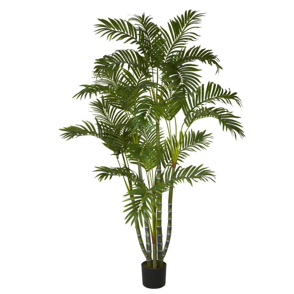 5' Areca Silk Tree