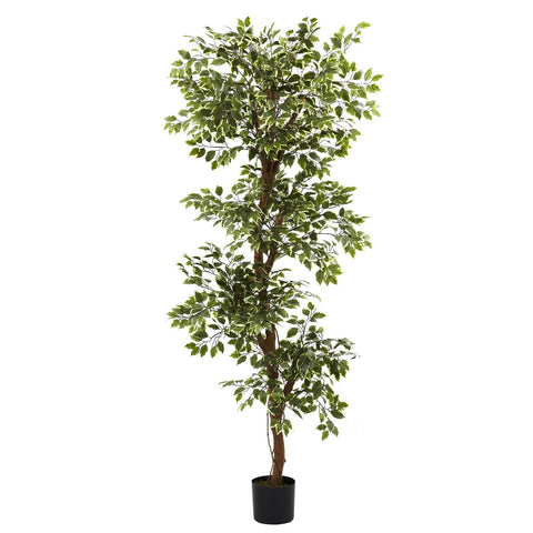 6' Variegated Ficus Tree