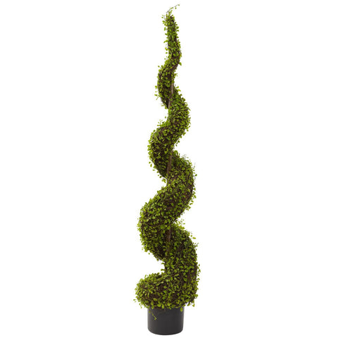 4' Mohlenbechia Spiral Tree