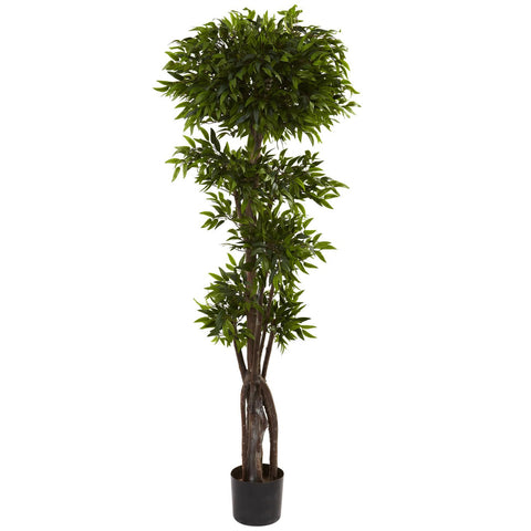 5' Ruscus Tree