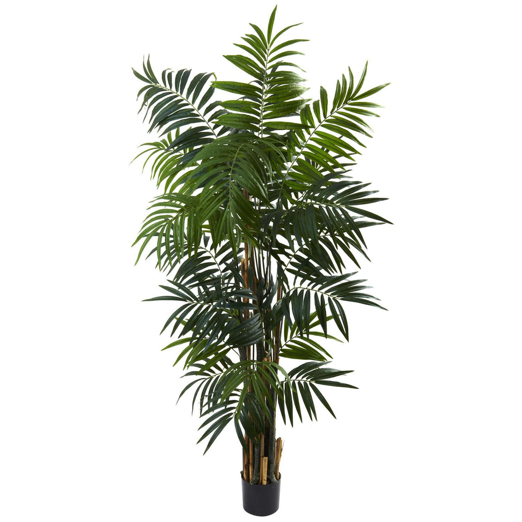 6' Bulb Areca Palm Tree