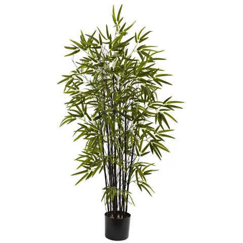 4' Black Bamboo Tree