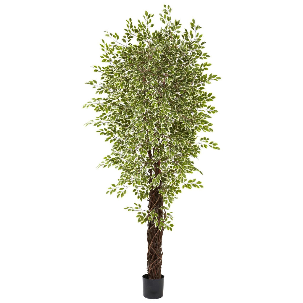 7.5' Variegated Mini Ficus w-4131 Lvs